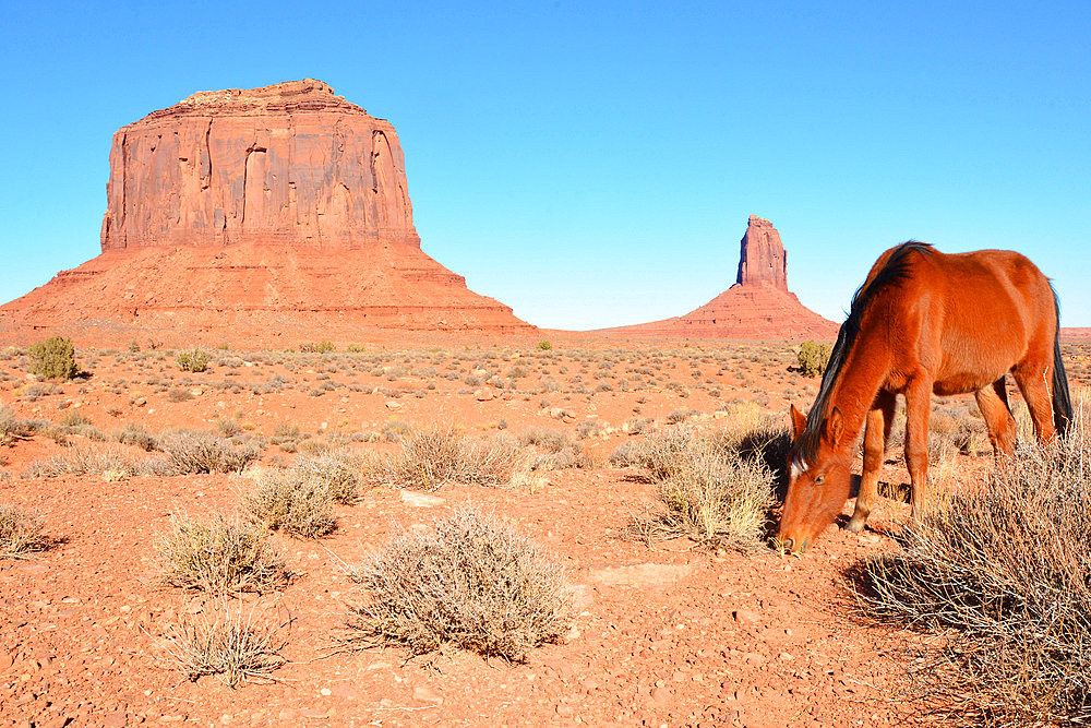 Wild horse near the Merrick butte. Monument valley national park. Arizona. USA.