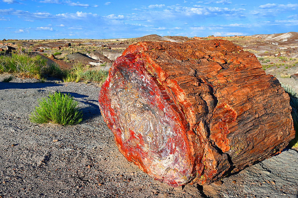 The Petrified Forest National Park is home to thousands of fossilized tree trunks approximately 200 million years old (Triassic period). Arizona. USA.