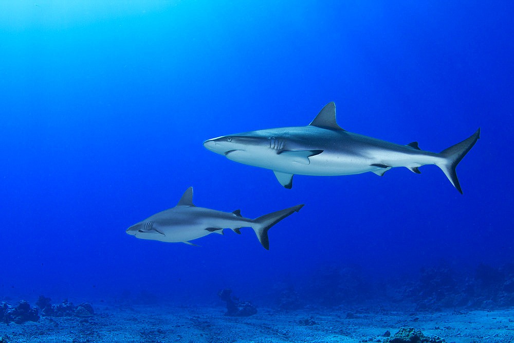 Two Grey Reef Sharks (Carcharhinus amblyrhynchos) swimming above the bottom, Tahiti, French Polynesia