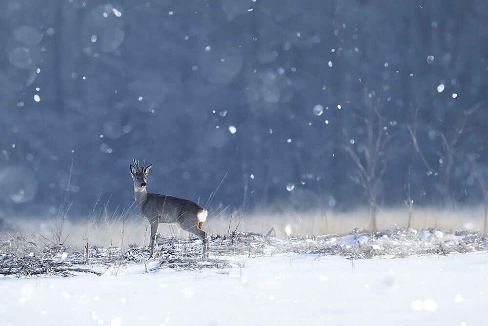 Roe deer (Capreolus capreolus) in the snow, Ardennes, Belgium