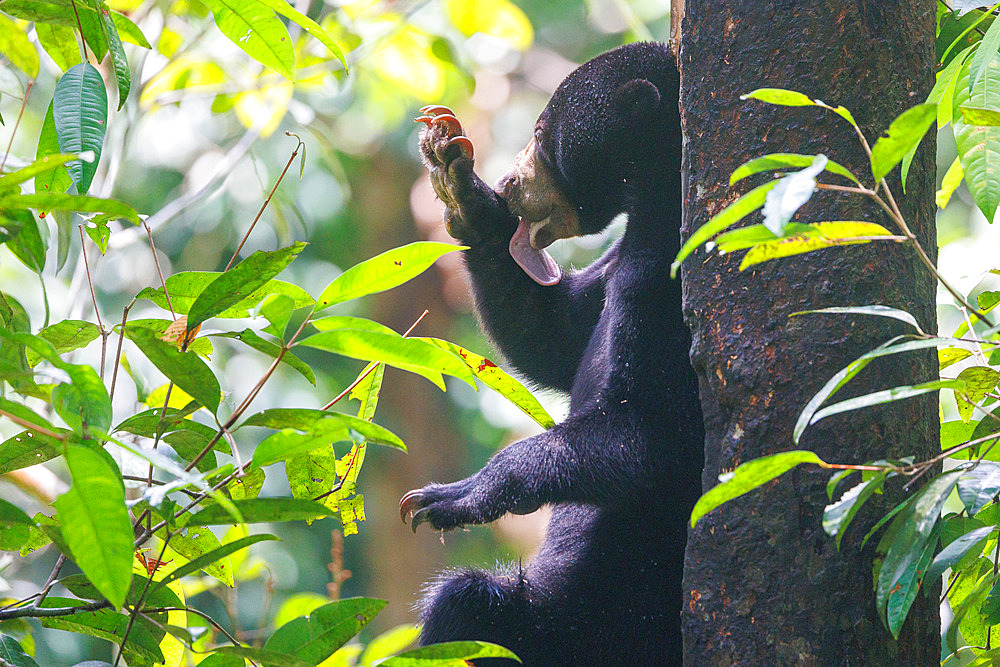 Bornean Sun Bear (Helarctos malayanus), Borneo Malay Bear Center, Rescue and Rehabilitation Center, Sepilok Rehabilitation Center, Sabah, Malaysia, North Borneo, Southeast Asia