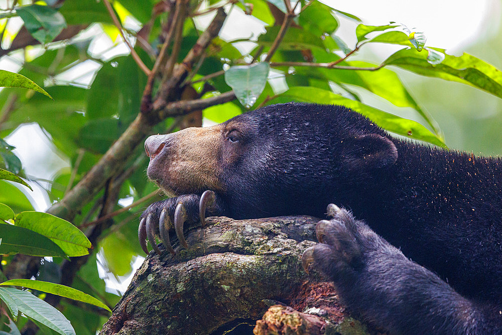 Bornean Sun Bear (Helarctos malayanus) at rest on a branch, Borneo Malay Bear Center, Rescue and Rehabilitation Center, Sepilok Rehabilitation Center, Sabah, Malaysia, North Borneo, Southeast Asia