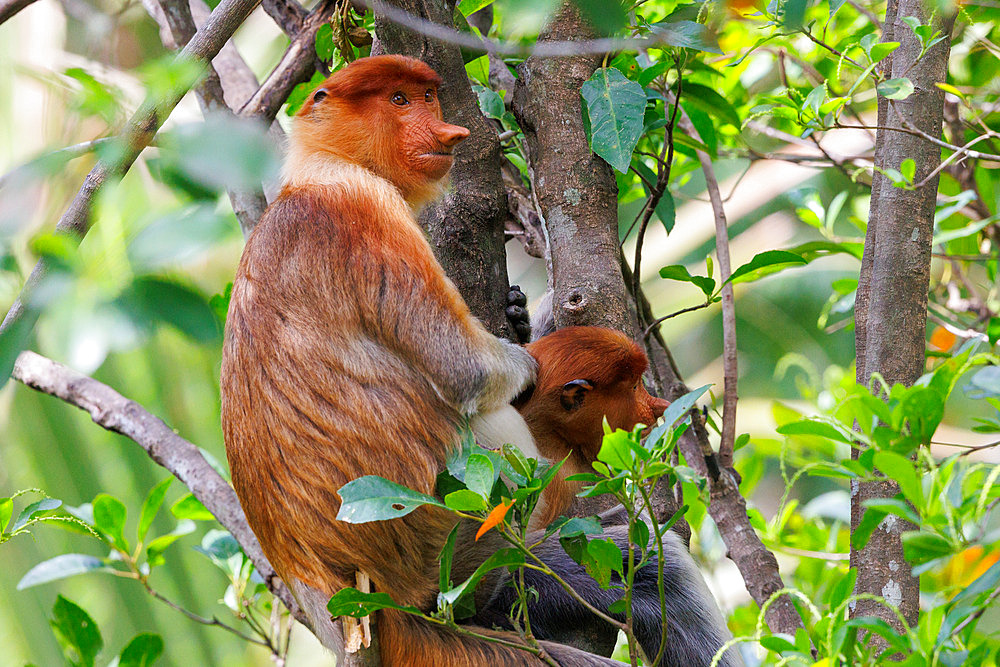 Proboscis monkey or long-nosed monkey (Nasalis larvatus), Young male in a tree, Reserve of Labuk Bay, Sabah, Malaysia, North Borneo, Southeast Asia