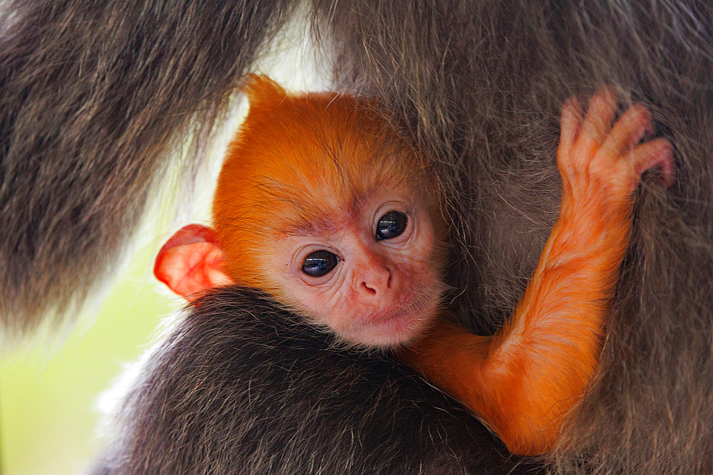 Silvery lutung or Silvered leaf Monkey or Silvery Langur (Trachypithecus cristatus), baby ( orange in color) with the mother, Reserve of Labuk Bay, Sabah, Malaysia, North Borneo, Southeast Asia