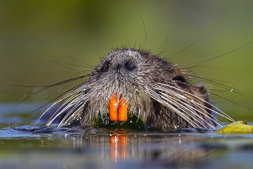 Coypu (Myocastor coypus) orange teeth, Etang de Sologne, Loir et Cher, France