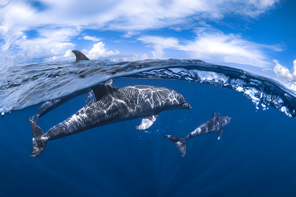 Indian Ocean bottlenose dolphin (Tursiops aduncus) in Mayotte lagoon.