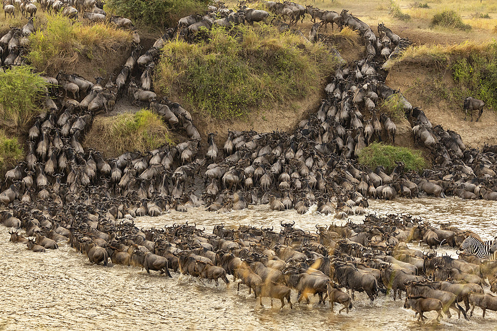 Great migration of Blue Wildebeest (Connochaetes taurinus) in the Serengeti, Tanzania.