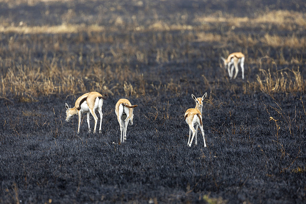 Thomson's gazelle (Eudorcas thomsonii) on slash-and-burn, Serengeti, Tanzania.