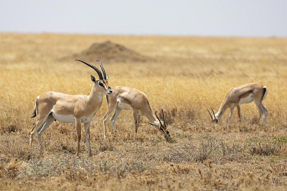 Group of Grant's gazelles (Nanger granti) in the savannah, Serengeti, Tanzania.