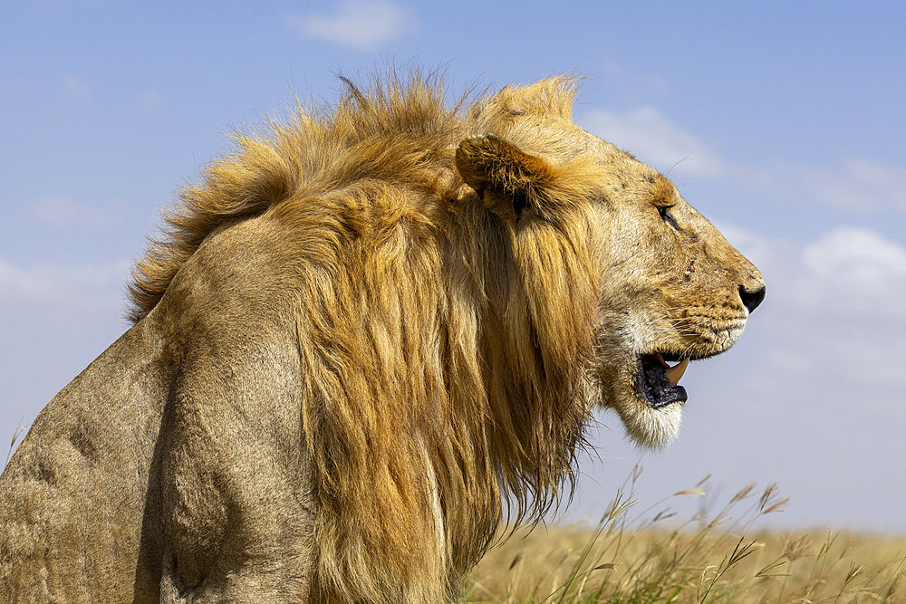 Lion (Panthera leo) close-up profile, Serengeti, Tanzania.