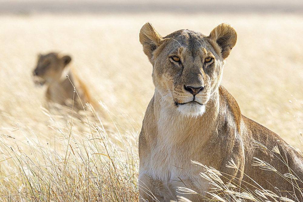 Lioness (Panthera leo) hunting in the savannah, Serengeti, Tanzania.