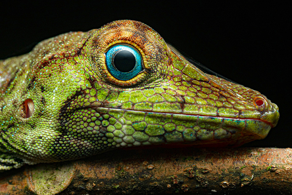 Banded Tree-Anole (Anolis transversalis) - Yasuni National Park, Ecuador