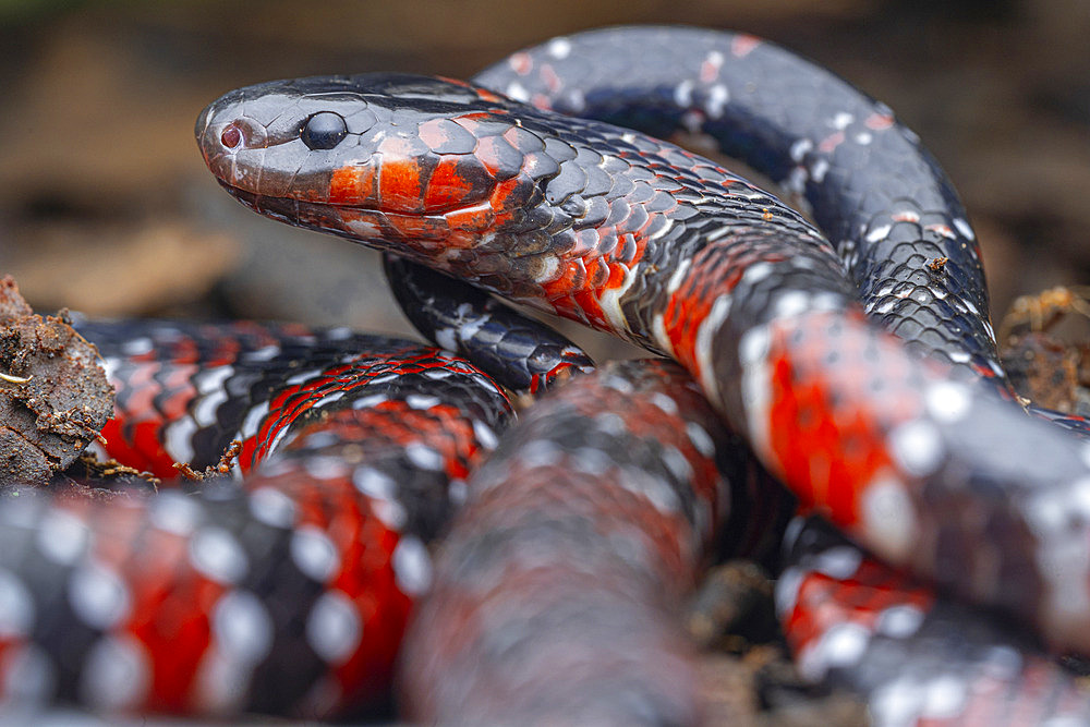 Ornate Coralsnake (Micrurus ornatissimus) - Yasuni National Park, Ecuador