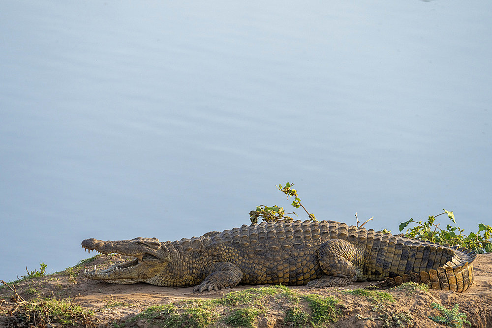 Nile crocodile (Crocodylus niloticus) in the Limpopo River near Mashatu Game Reserve. Botswana.