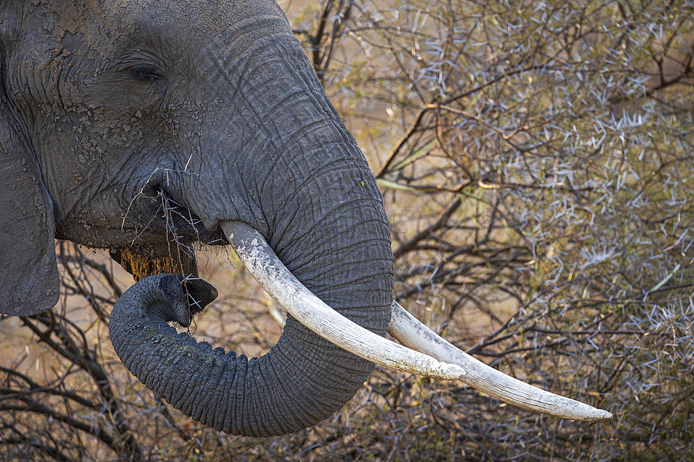 African bush elephant (Loxodonta africana) feeding on a very thorny acacia (Vachellia sp.). Mashatu Game Reserve. Northern Tuli Game Reserve. Botswana.