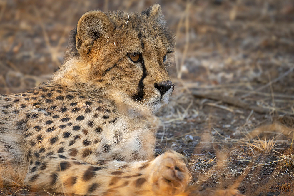 A young cheetah (Acinonyx jubatus) at Mashatu Game Reserve. Northern Tuli Game Reserve. Botswana.