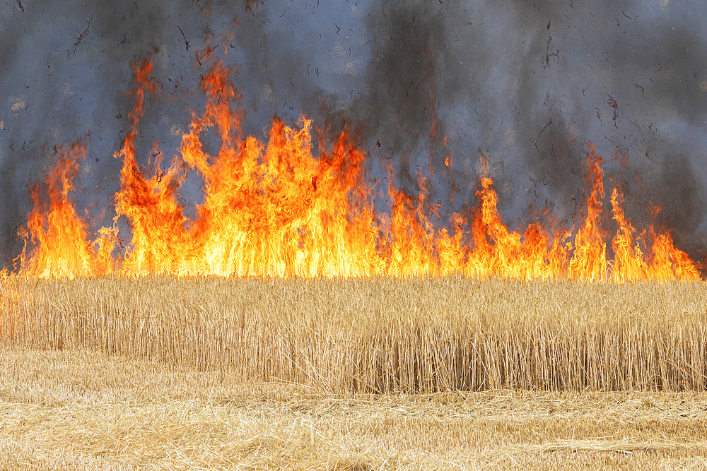 Following a period of extreme heat, a fire ravages a cereal plot: barley in the foreground and wheat in the distance. France. Damage, loss, danger, insurance, appraisal, compensation problems