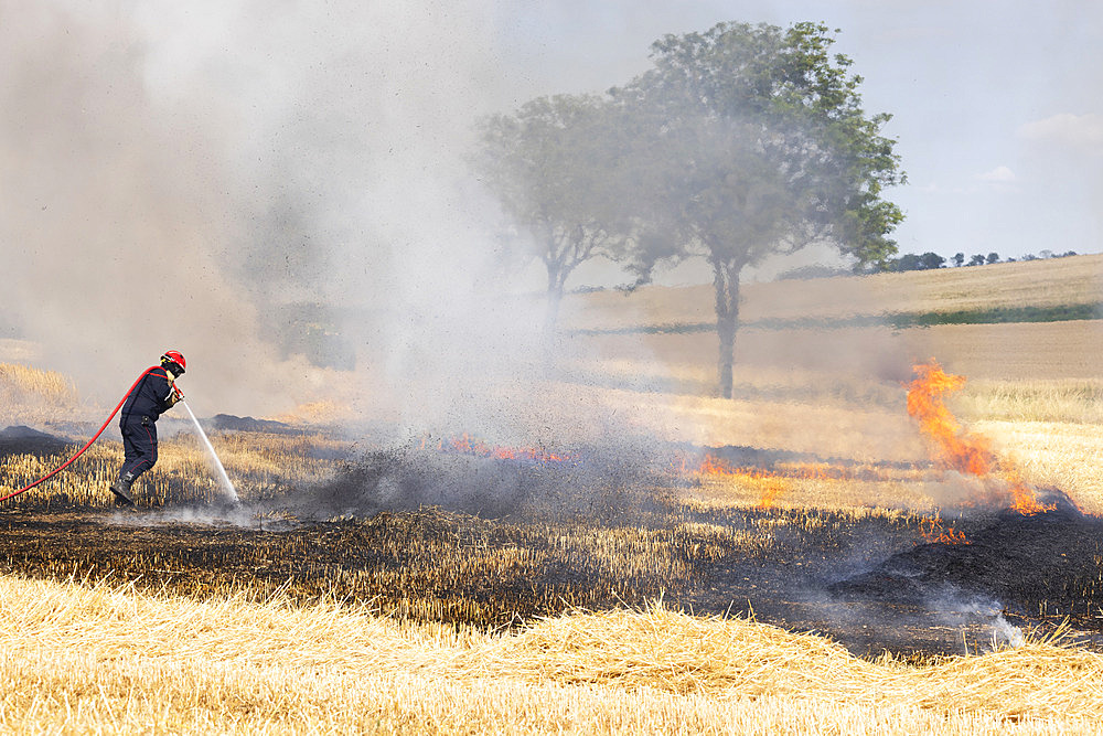 Following a period of extreme heat, a fire ravages a cereal plot: barley in the foreground and wheat in the distance, firefighters intervene to stop the fire. France Damage, loss, danger, insurance, appraisal, compensation problems