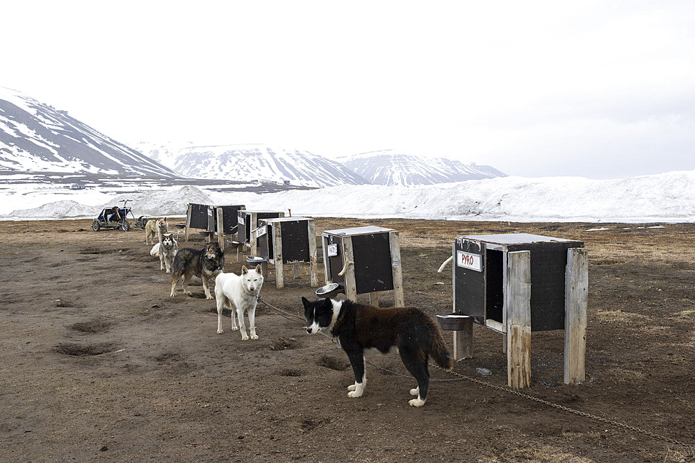 Dogsledding. Landscape of Svalbard in Norway, also known as Spitsbergen. This territory stretches from latitude 75 to 80 degrees to the pack ice a few hundred kilometers from the North Pole.