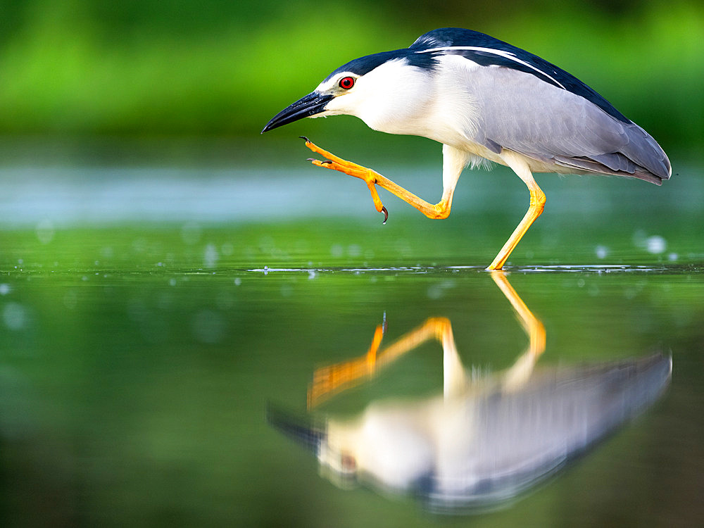 Little bittern (Ixobrychus minutus) standing in a lake, Hungary