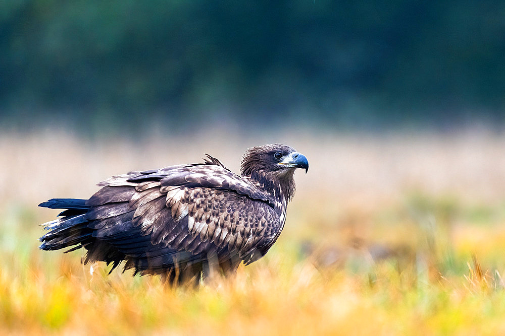 White-tailed Eagle (Haliaeetus albicilla) in the grass, Poland