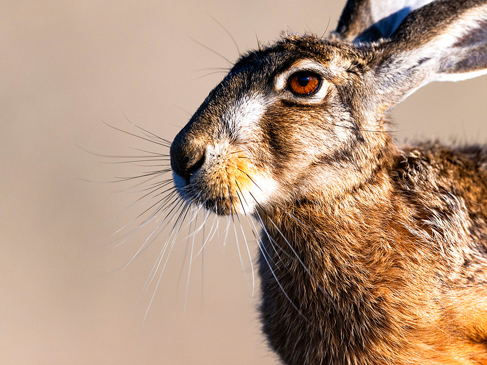 European hare (Lepus europaeus), portrait, Hungary