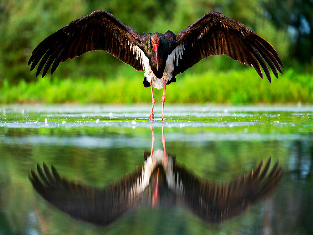 Black stork (Ciconia nigra) standing in water, Hungary