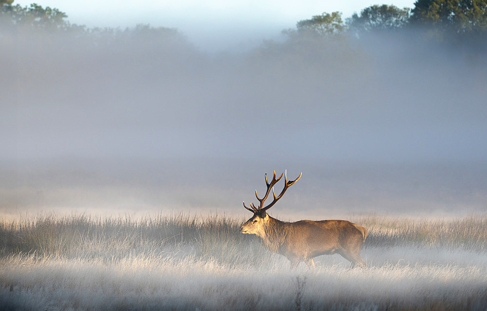 Red deer (Cervus elaphus) stag walking in the mist, England