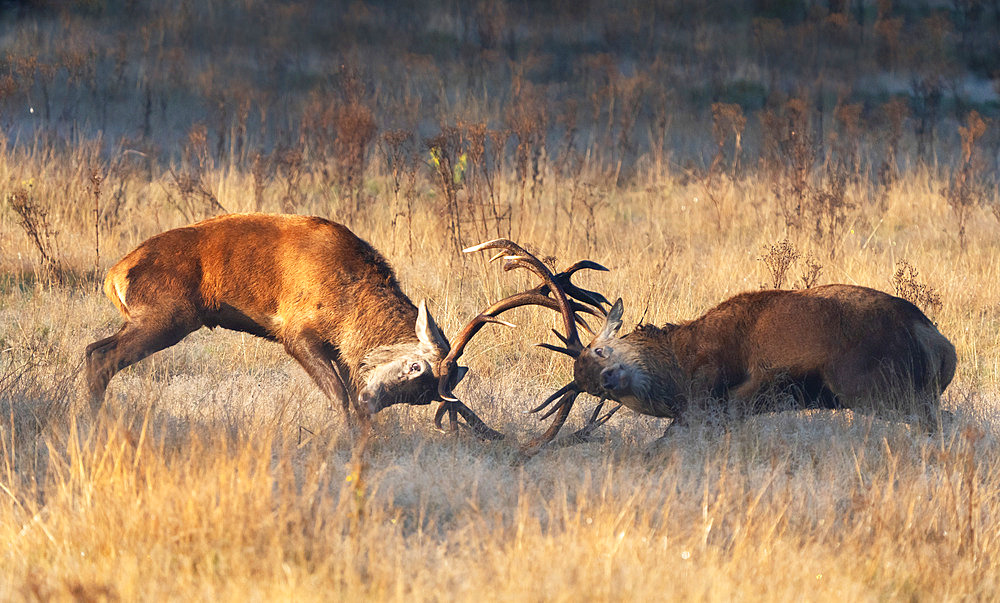 Red deer (Cervus elaphus) stag fighting, England