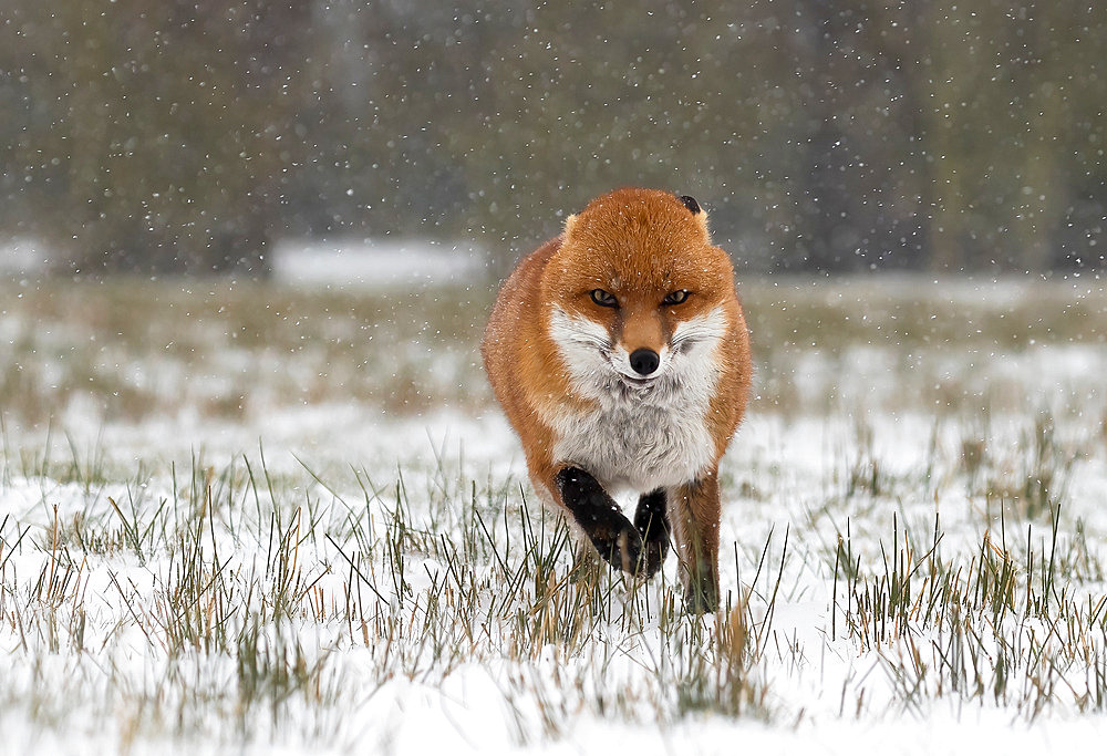 Red fox (Vulpes vulpes) walking in the snow, England