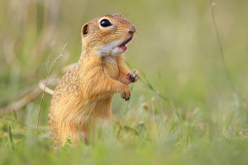 European Ground Squirrel (Spermophilus citellus) alert on its hind legs, Romania