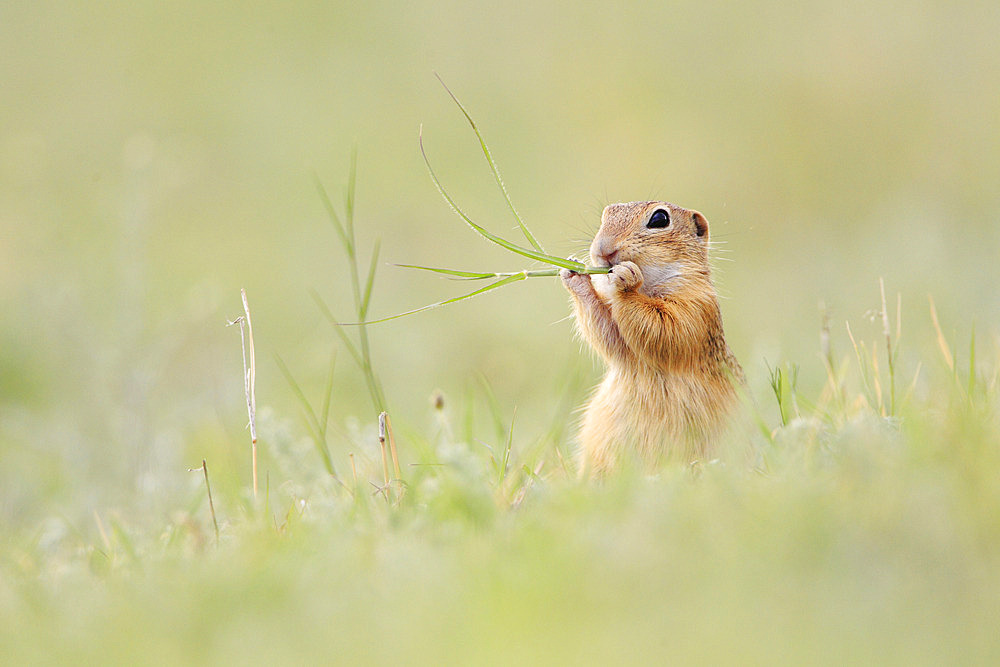 European Ground Squirrel (Spermophilus citellus) eating a blade of grass, Romania