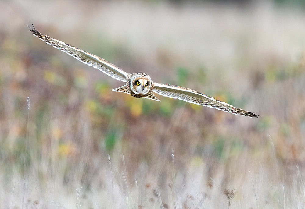 Short-eared owl (Asio flammeus) in flight, England