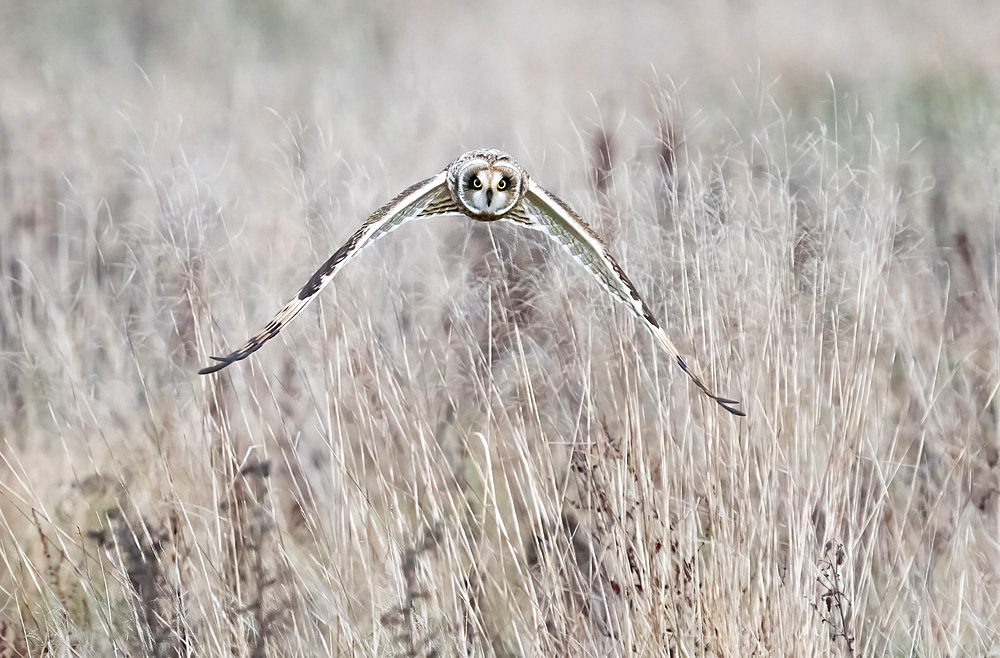 Short-eared owl (Asio flammeus) in flight, England