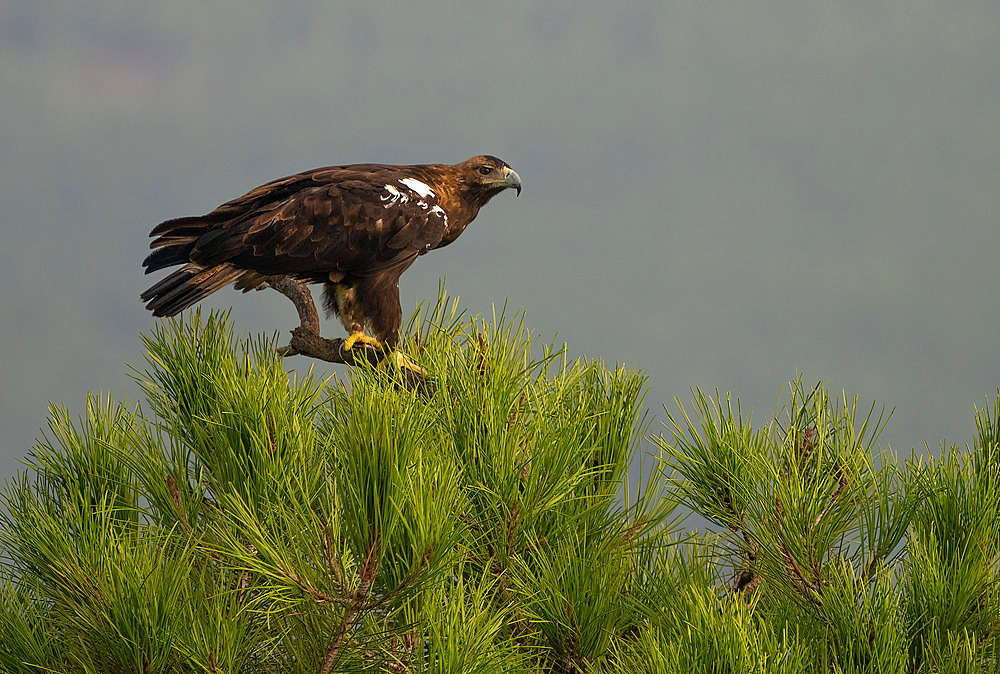 Spannish imperial eagle (Aquila adalberti) perched on a branch, Spain