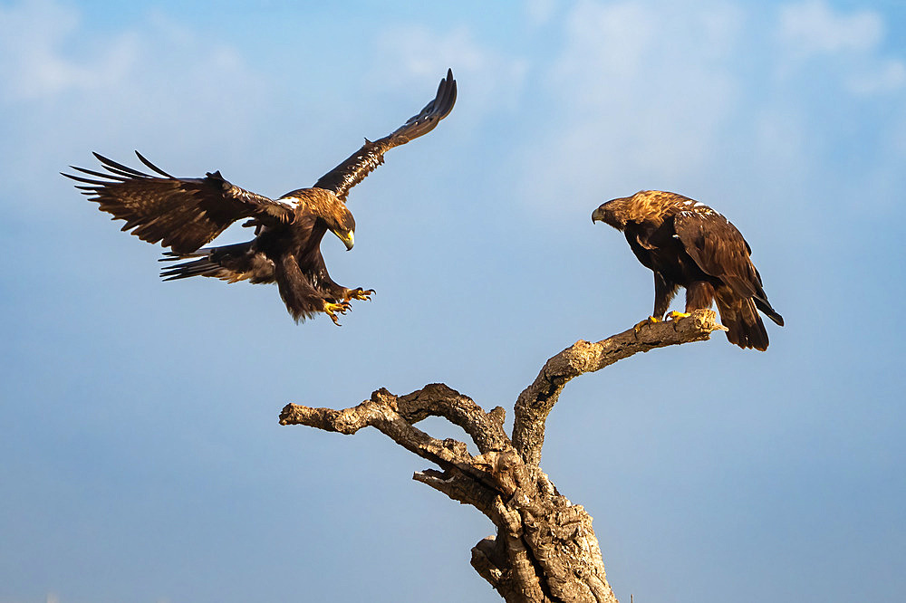 Spannish imperial eagle (Aquila adalberti) landing on a branch, Spain