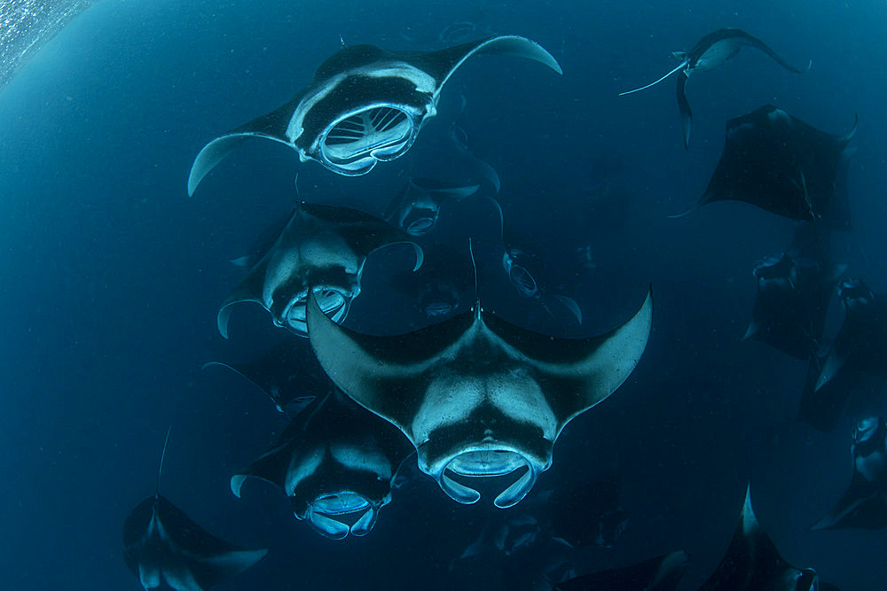 Reef manta rays (Manta alfredi formerly Manta birostris) chain-feeding on plankton. Hanifaru Lagoon, Baa Atoll, Maldives, Indian Ocean