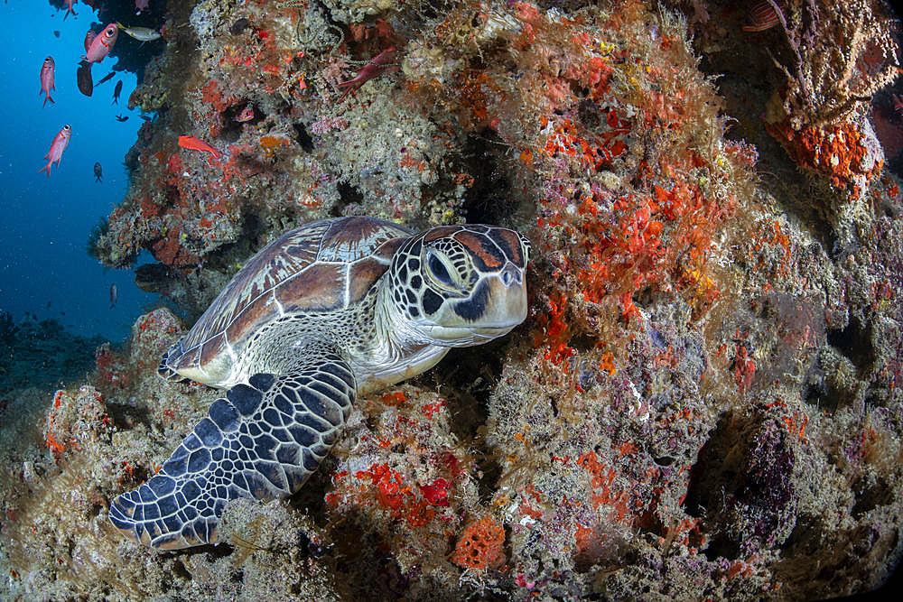 Green sea turtle (Chelonia mydas) on the reef, Maldives, Indian Ocean