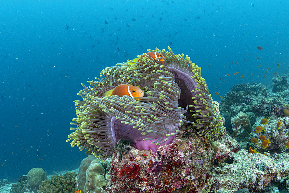 Blackfoot anemonefish (Amphiprion nigripes) with Magnificent Sea anemone (Heteractis magnifica), Maldives, Indian Ocean