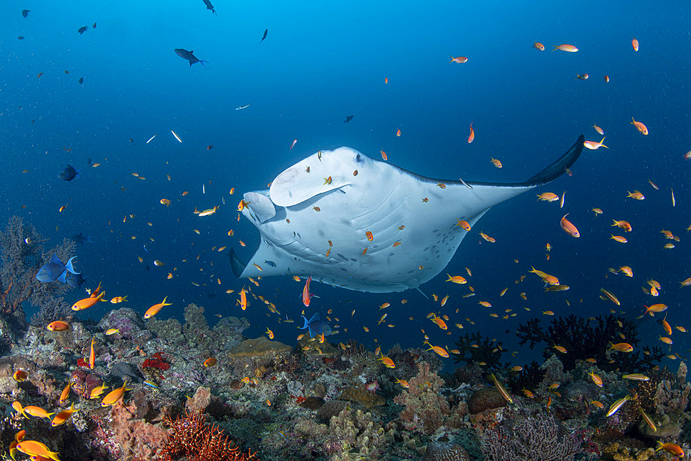 Manta ray, (Manta alfredi) on a cleaning station. Baa Atoll, Maldives, Indian Ocean