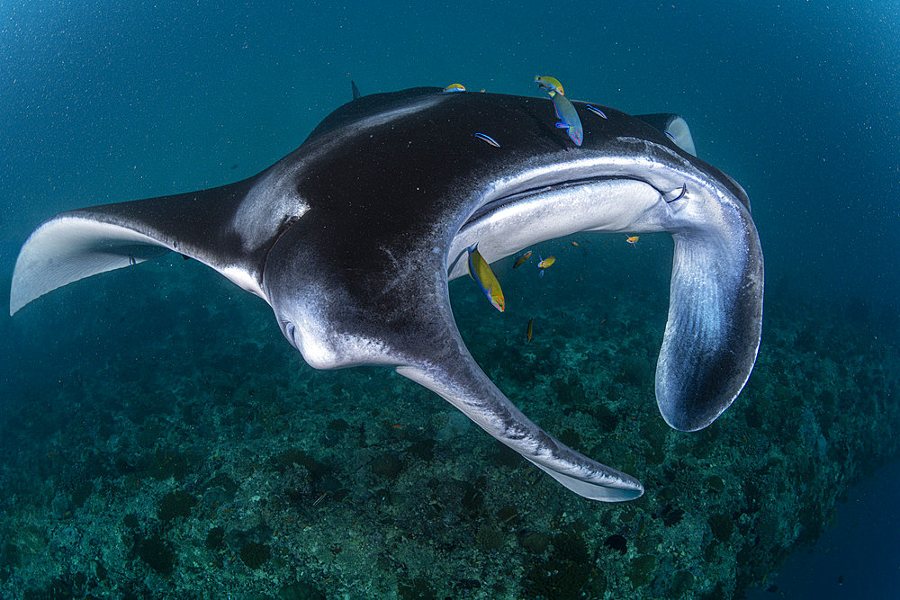 Manta ray, (Manta alfredi) on a cleaning station. Baa Atoll, Maldives, Indian Ocean