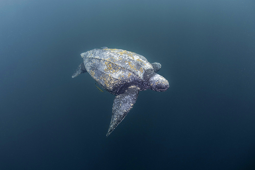 Leatherback sea turtle (Dermochelys coriacea), Vulnerable. Kei ( or Kai ) Islands, Moluccas, eastern Indonesia, Banda Sea, Southwest Pacific Ocean.