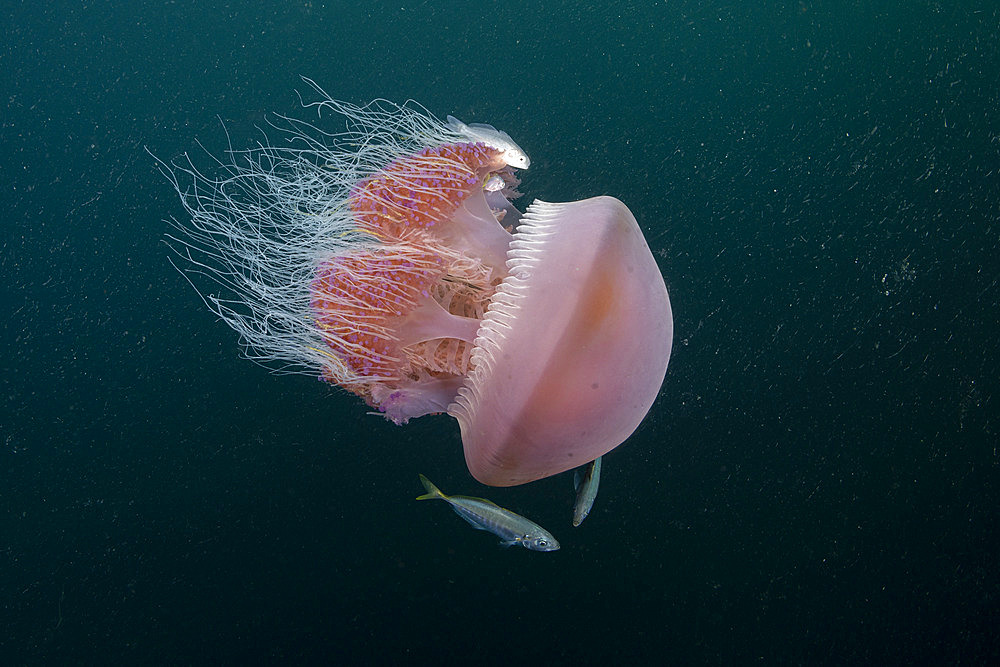 Sea Tomato jellyfish (Crambione mastigophora) with young pilot fish. The main food of Leatherback sea turtle (Dermochelys coriacea), Vulnerable. Kei ( or Kai ) Islands, Moluccas, eastern Indonesia, Banda Sea, Southwest Pacific Ocean.