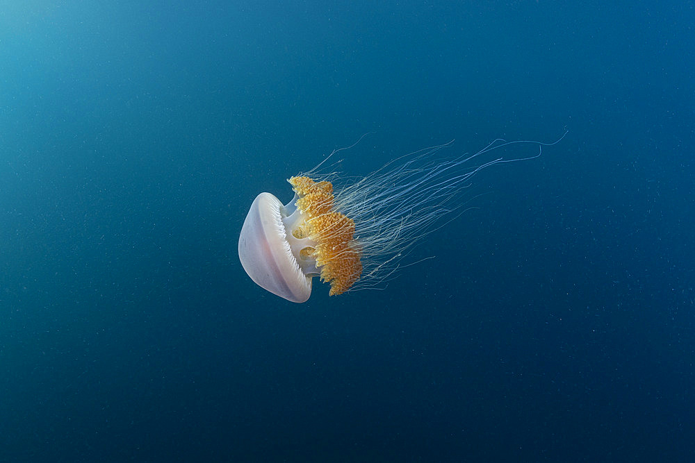 Sea Tomato jellyfish (Crambione mastigophora) the main food of Leatherback sea turtle (Dermochelys coriacea), Vulnerable. Kei ( or Kai ) Islands, Moluccas, eastern Indonesia, Banda Sea, Southwest Pacific Ocean.