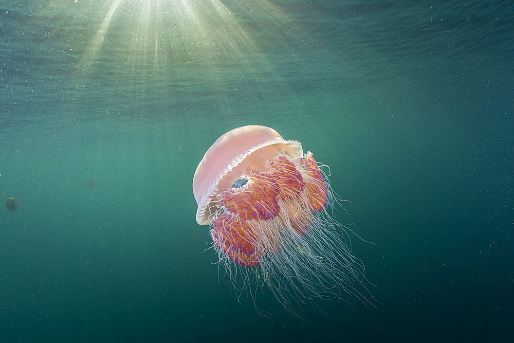 Sea Tomato jellyfish (Crambione mastigophora) the main food of Leatherback sea turtle (Dermochelys coriacea), Vulnerable. Kei ( or Kai ) Islands, Moluccas, eastern Indonesia, Banda Sea, Southwest Pacific Ocean.