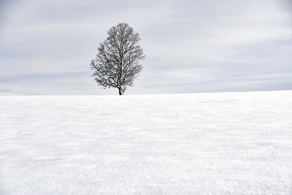 Isolated tree in a snowy winter landscape, Doubs, France