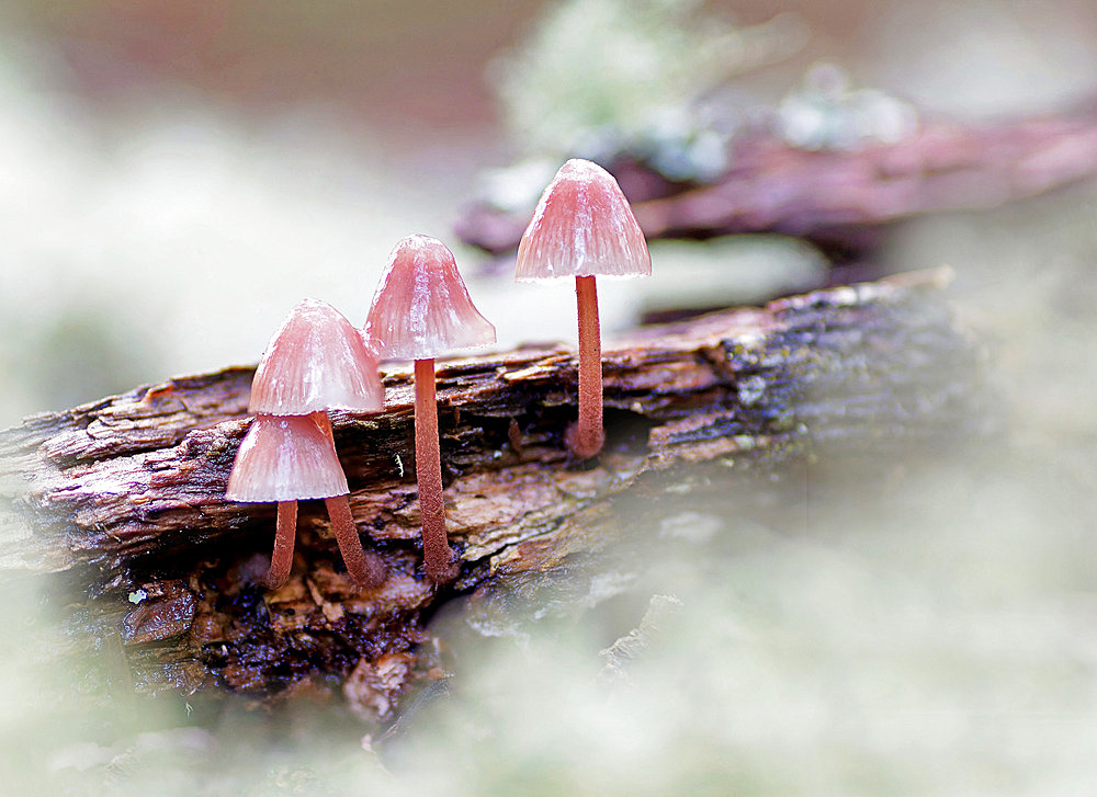 Burgundydrop Bonnet (Mycena haematopus) fungus growing on wood among lichens, Landes, France.