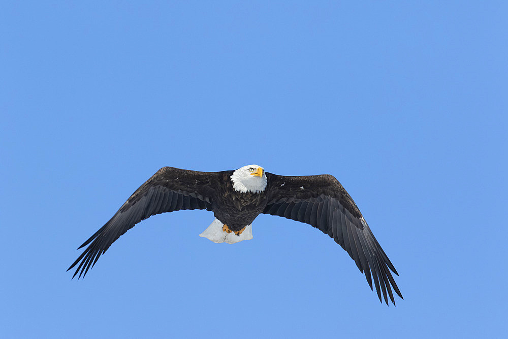 Bald Eagle (Haliaeetus leucocephalus), adult in flight. Mauricie region. Province of Quebec. Canada