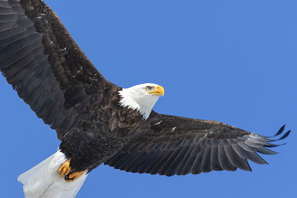 Bald Eagle (Haliaeetus leucocephalus), adult in flight. Mauricie region. Province of Quebec. Canada