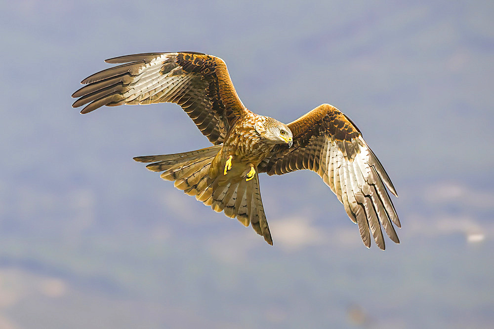 Red Kite (Milvus milvus) in flight